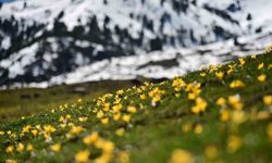 Süleymaniye'de renk cümbüşü: Sarı ve mor çiğdemler açtı