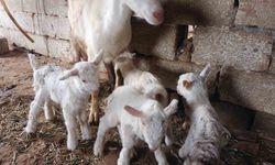 Süt rekortmeni Saanen keçiden dördüz doğum