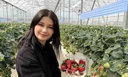 Tarsus'ta topraksız tarımda ilk çilek hasadı yapıldı