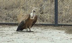 Tedavi edilen yaban kuşları özgürlüğe kanat çırpmaya hazır