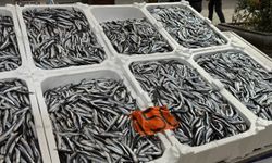 Tezgahlarda hamsinin son günleri: Kilosu 150 liradan satılıyor