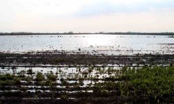 TZOB Genel Başkanı Bayraktar: 'Üreticilerimize muhakkak nakdi yardım yapılması gerekiyor'