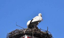 Yuva yapacak alan bulamayan leylekler yeniden İznik'te