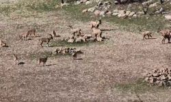 Zarar vermenin cezası 940 bin lira: Diyarbakır'da sürü halinde görüntülendi