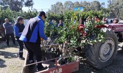 Zirai dondan zarar gören üreticilere fidan desteği