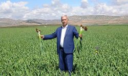 AB tescilli Araban sarımsağında yüksek rekolte ve kaliteli ürün bekleyişi