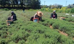 Altınözü'nde zahter hasadı başladı