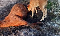 Annesini kaybeden tay, onu hâlâ emmeye çalıştı