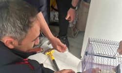 Antakya'da profil demirine sıkışan kuş kurtarıldı