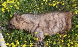 Aracın çarptığı sırtlan telef oldu