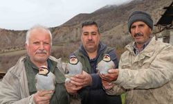 Atadan toruna kalan miras: 'Baskın keklik' yöntemiyle dev envanter