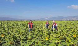 Ayçiçeğinde tohum desteği başladı