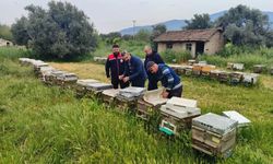 Aydın'da ana arı üretim kovanları denetlendi
