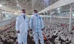 Aydın'da kanatlı üretimi 71 işletmede sürüyor