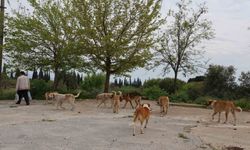 Aydın'da sokak köpeği sorunu devam ediyor