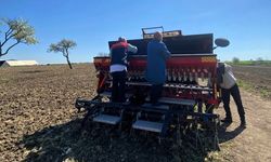 Babaeski'de aspir tohumu toprakla buluştu