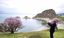 Badem çiçekleri Van Gölü kıyılarını renklendirdi