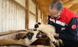 Bafra'da organik hayvancılığa yerinde inceleme