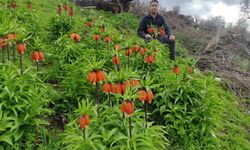 Baharın hüzünlü çiçeği: Doğu ve Güneydoğu Anadolu Bölgesi'nin sembolü ters lale yoğun ilgi görüyor