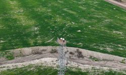 Baharın müjdecisi leylekler Elazığ'ı renklendiriyor