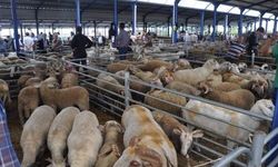 Balıkesir'de Kurban Bayramı öncesi şap alarmı: Hayvan pazarları kapatıldı