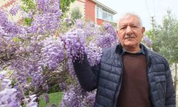 Balıkesir'de mor salkım güzelliği başladı