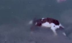 Baraj taştı, sular köye ulaştı, suya düşen buzağı kurtarılamadı