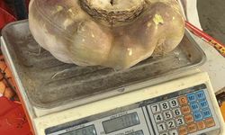 Batman'da dev turp görenleri şaşırttı