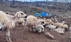 Bayburt'ta küçükbaş hayvancılığa destek başvuruları sürüyor