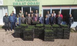 Bilecik'te 8 bin çilek fidesi üreticiyle buluştu