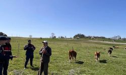 Bilecik'te hayvan hırsızlığı ve dolandırıcılık uyarısı