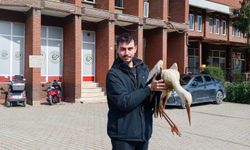 Bilecik'te yaralı leylek koruma altına alındı