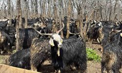 Bingöl'de soğuklar yaylaya çıkışı geciktirdi: Hayvanlar besiye alındı