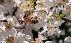 Bolu'da baharın gelmesiyle arılar harekete geçti