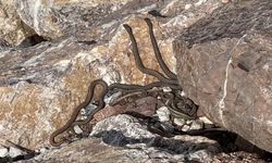 Brezilya'nın 'Yılan Adası' değil Yüksekova