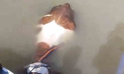 Bu sefer balık değil tosun yakaladılar