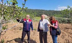 Buharkent'te ilek bahçeleri kontrol edildi