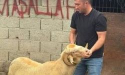 Burhaniye'de kurbanlıklar satışa çıktı