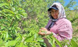 Çağla, üreticisinin yüzünü güldürdü