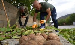 Ceviz üreticilerine antraknoz uyarısı