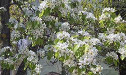 Çiçek açan armut ağacının güzelliği