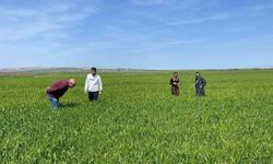 Cizre'de tarlalarda 'süne' mesaisi