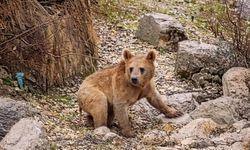 Çukurca'da aç kalan ayılar mahalleye indi