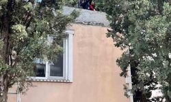 Defne'de ağaçta mahsur kalan kediyi itfaiye kurtardı