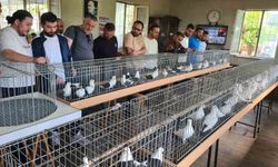 Denizli azman güvercinleri güzellikleriyle mest etti