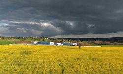 Devlet destekli kanola üretimi Adanalı çiftçinin yüzünü güldürdü