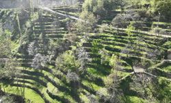 Dik yamaçta 60 yıllık emek, taş duvarlarla kurulan miras