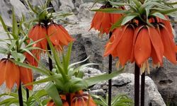 Diyarbakır'da açan ters laleler görenleri hayran bırakıyor