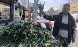 Doğal antibiyotik çiriş otu Erzincan tezgahlarında yerini aldı