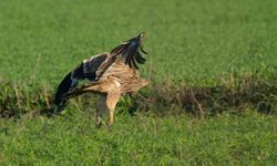 Doğanın uçan yırtıcısına elektronik takip